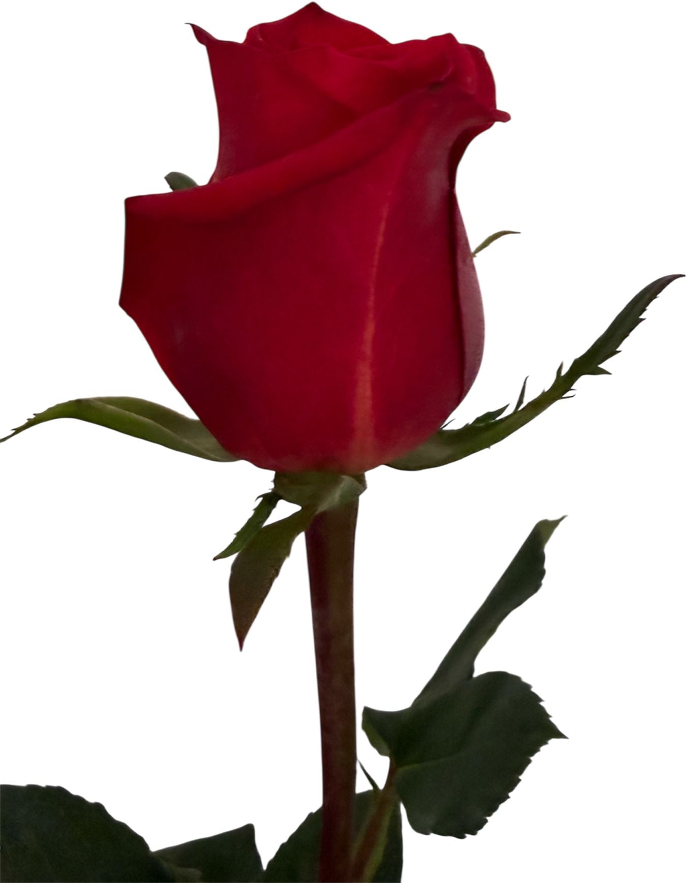 Rosa Roja Premium - Entrega el Mismo Día Miami