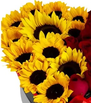 Caja Corazón Girasoles y Rosas Miami - Arreglo Floral Vibrante Entrega Mismo Día Doral