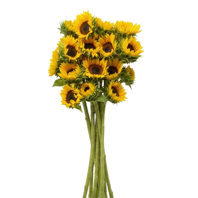 Girasoles para regalar