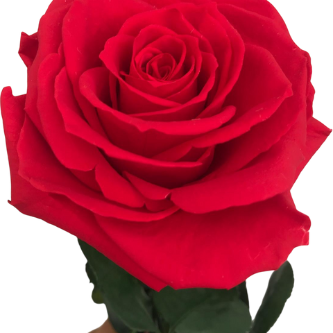 Rosa Preservada Roja Eterna | Flor Natural Perenne de Lujo para Regalo y Decoración