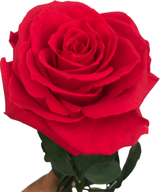 Rosa Preservada Roja Eterna | Flor Natural Perenne de Lujo para Regalo y Decoración