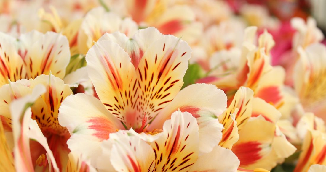 Alstroemeria