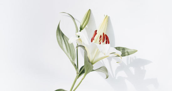 Calla Lily
