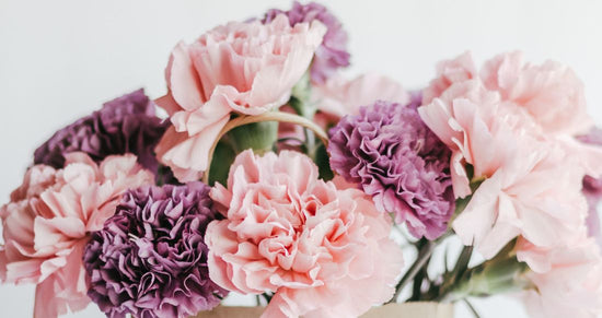 Carnations
