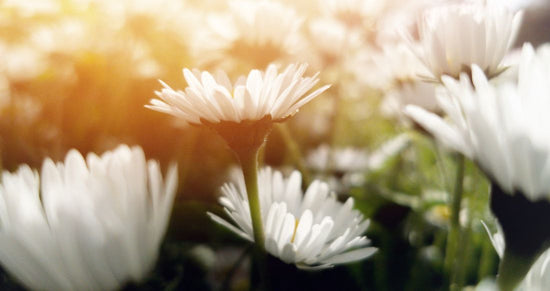 Gerbera Daisy