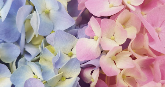 Hydrangea
