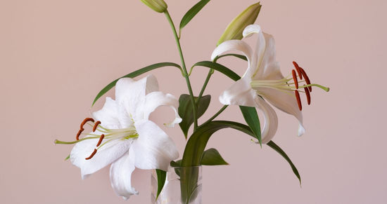 Lilies