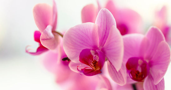 Bouquets Flowers Miami, Florist Coral Gables, Plant Orchid, Delivery
