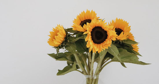 Sunflowers