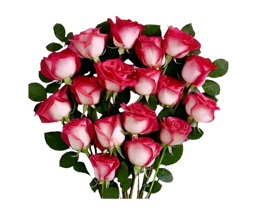 Rosas Bicolor Armonía Miami - Bouquet Blanco Rosa Doral