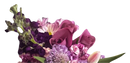 Ramo de celebración de rosas moradas y tulipanes