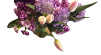 Ramo de celebración de rosas moradas y tulipanes