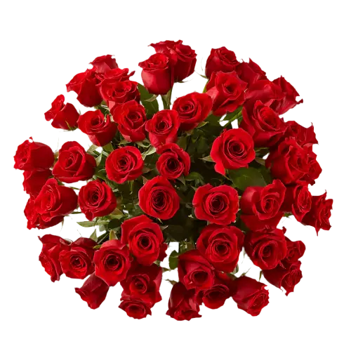 50 rosas rojas de tallo largo