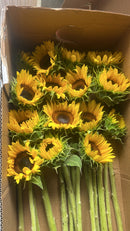 Sunflowers For Gifts