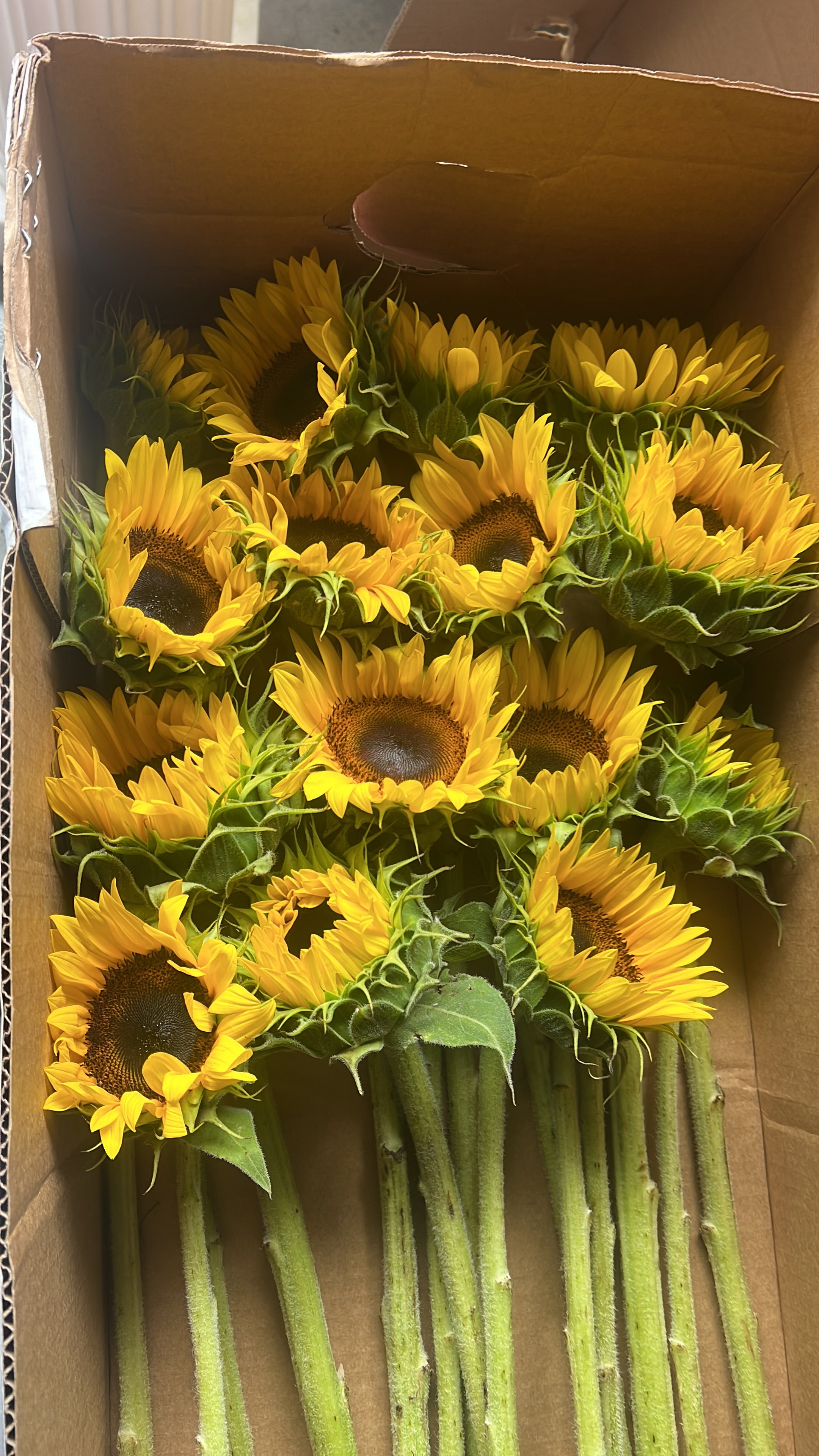 Girasoles para regalar