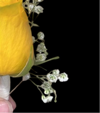 Floral Gent Boutonniere