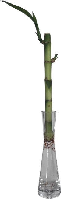 Bambú en un jarrón