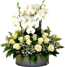 luxury orchid plant arrangement for Mother's Day in premium decorative pot Miami same day delivery