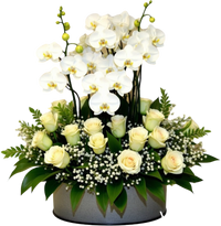 luxury orchid plant arrangement for Mother's Day in premium decorative pot Miami same day delivery