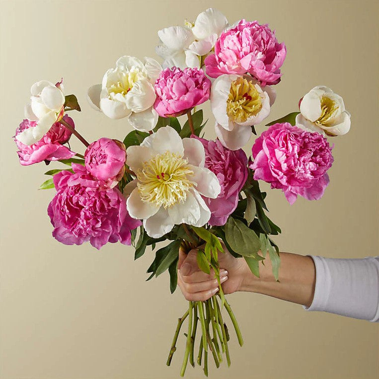 
                  
                    Bouquet Peony With Vase, Send A Spring Favorite To Someone Special With Our Peony Bouquet. Assorted Pink Peonies Are One Of The Season's Most Beautiful Flowers, And They Will Come In Bud Form So You Can Watch Them Bloom, Special Rose Bouquets And Arrangements, Rose Delivery, Anniversary Flowers & Gifts, Romantic Flowers & Gifts, Mother´s Day, Valentine’s Day. Bouquets Flowers in Coral Gables, Miami, Delivery Flowers, Florist in Coral Gables.
                  
                