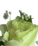 Roots of Success Boutonnière