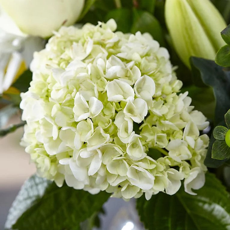 
                  
                    Classic White Flowers Bouquet And Vase, The Colors And Floral Kinds Utilized In This Bouquet Will Vary Depending On Availability And Freshness, Bouquets Flowers in Coral Gables, Miami, Delivery Flowers, Florist in Coral Gables.
                  
                