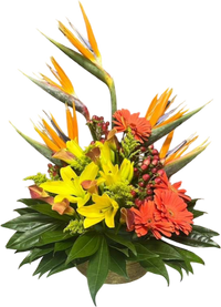 En nuestra florería en Doral FL puedes comprar gerberas frescas con entrega el mismo día. Si haces tu pedido para Doral, llega hoy mismo; y para otras zonas de Miami también entregamos con previa programación