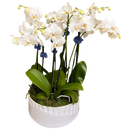 Orquídeas Miami - Jardín de Orquídeas Premium Entrega Mismo Día Doral Florida