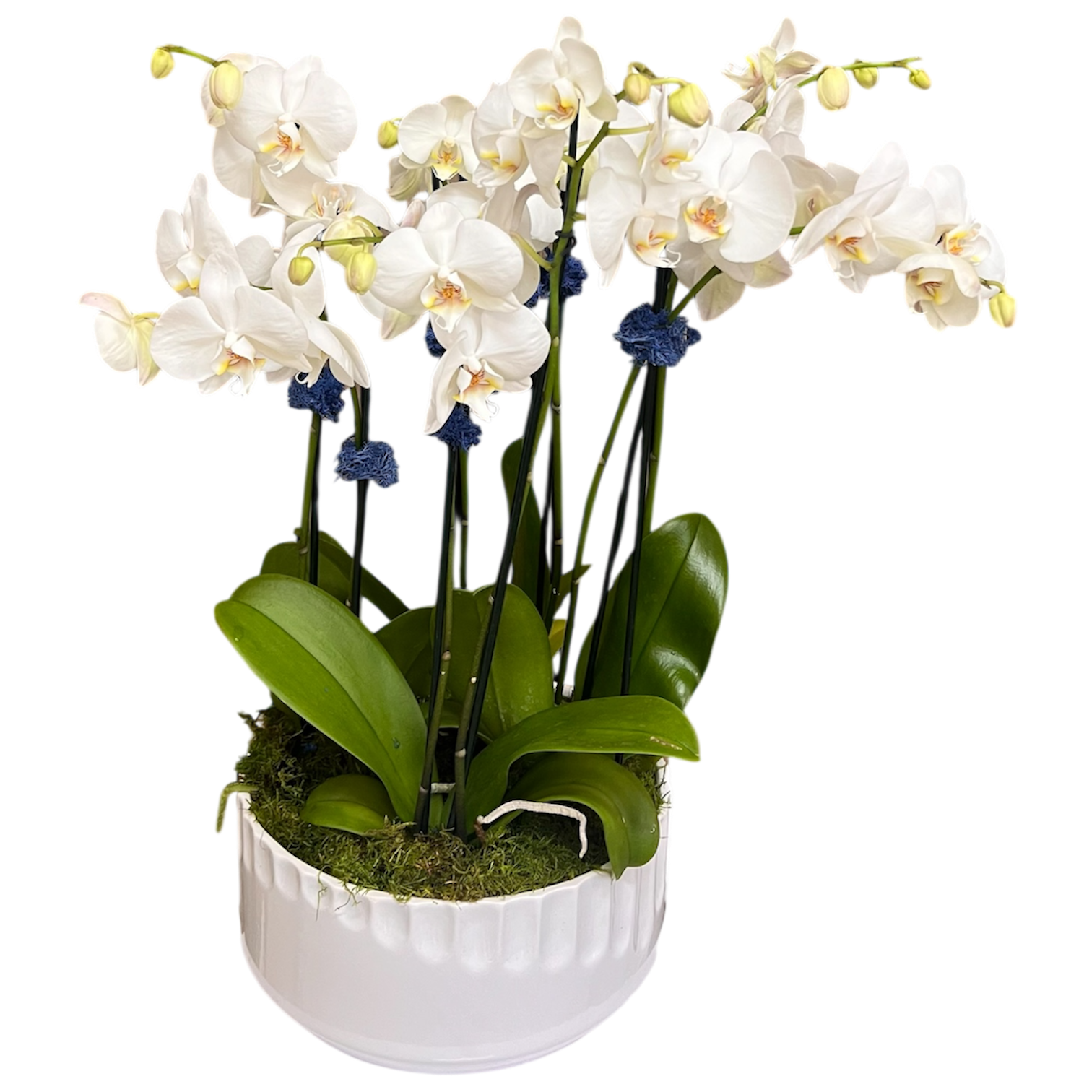 Orquídeas Miami - Jardín de Orquídeas Premium Entrega Mismo Día Doral Florida