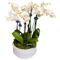 Orquídeas Miami - Jardín de Orquídeas Premium Entrega Mismo Día Doral Florida