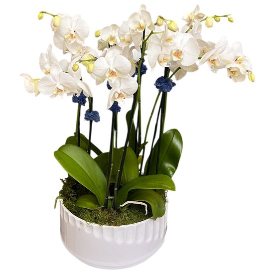 Orquídeas Miami - Jardín de Orquídeas Premium Entrega Mismo Día Doral Florida