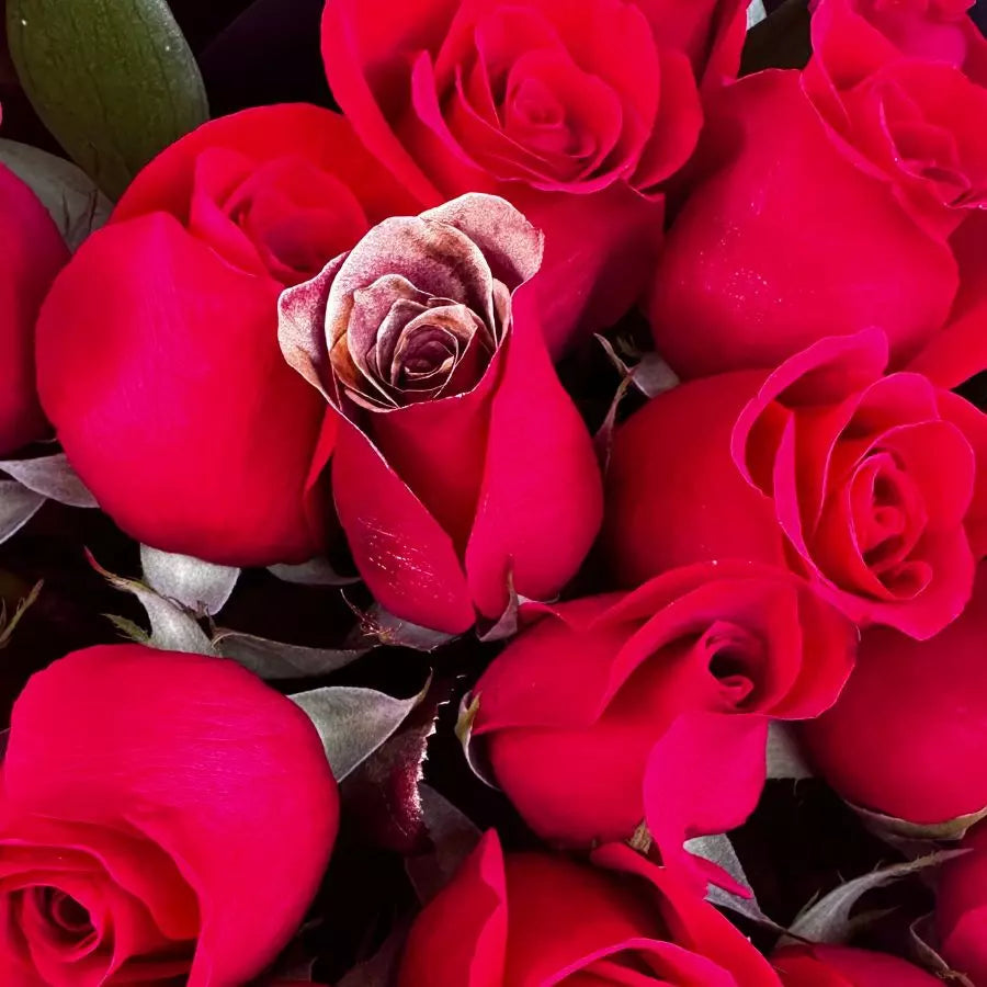 Premium red roses Miami Beach, delivered today