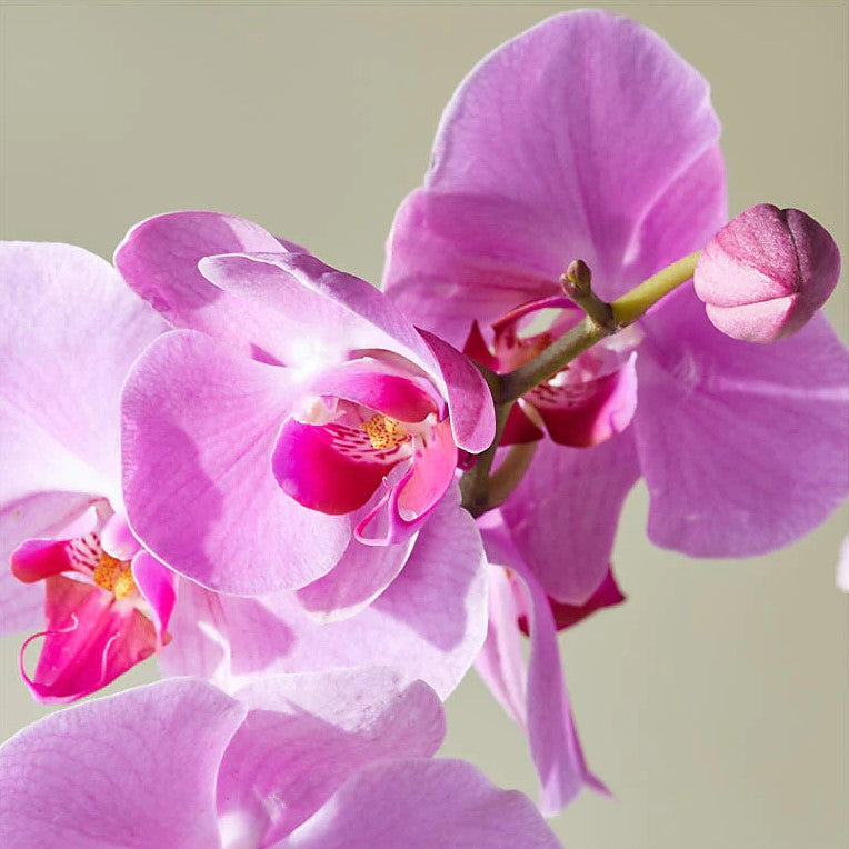 Buying orchids for Mom - Biscayne Times