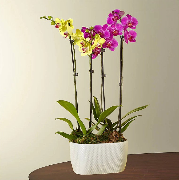 Purple & Yellow Orchid, With Our Magnificent Orchid Garden, You Can Send A Gift Of Brilliant, Yet Delicate Beauty. This Flowering Plant Comes In A Sleek Ceramic White Pot And Has Four Long Stalks With Eye-catching Purple And Yellow Orchid Blossoms, Anniversary Flowers & Gifts, Romantic Flowers & Gifts, Mother´s Day, Valentine’s Day. Flowers in Coral Gables, Miami, Delivery Flowers, Florist in Coral Gables.