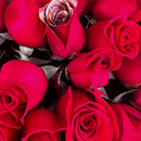 Best florist for luxury red roses in Miami Beach available today