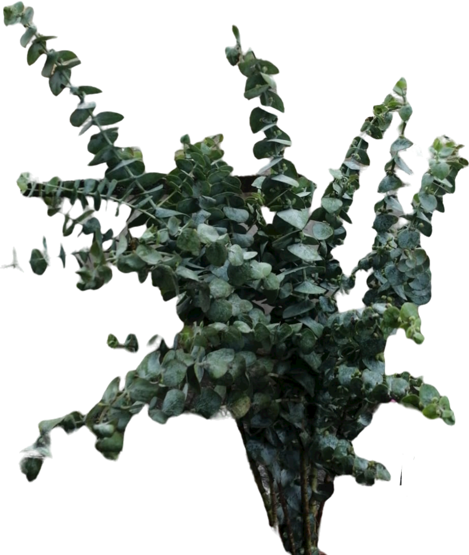 Eucalipto fresco para ducha en Doral Miami