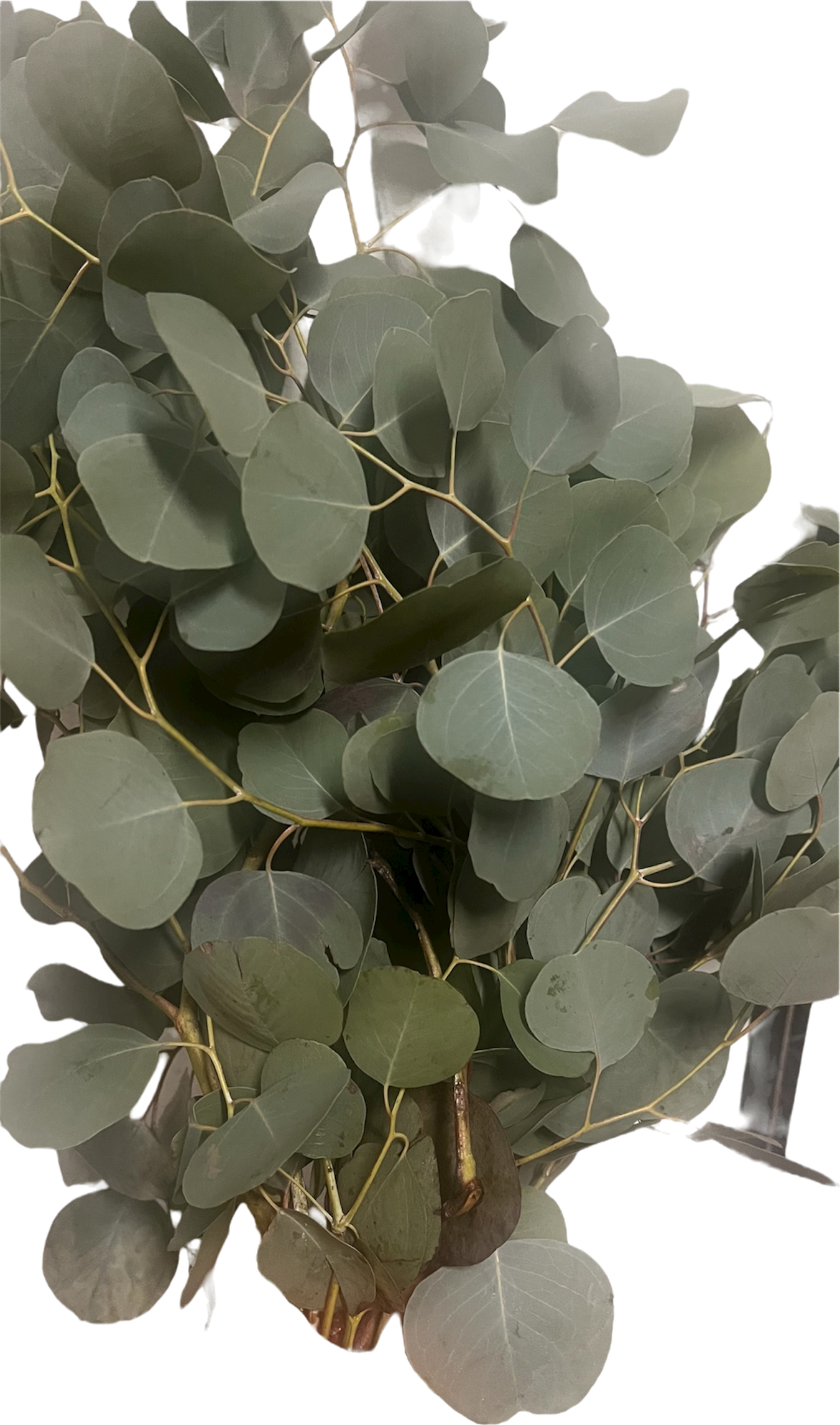 Paquete de eucalipto fresco para ducha, spa y casa en Doral y Miami. Ideal para colgar en la regadera, saunas y baños turcos, ayuda a despejar la respiración, reducir el estrés y crear un ambiente de spa en tu hogar o negocio.