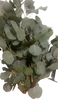 Paquete de eucalipto fresco para ducha, spa y casa en Doral y Miami. Ideal para colgar en la regadera, saunas y baños turcos, ayuda a despejar la respiración, reducir el estrés y crear un ambiente de spa en tu hogar o negocio.