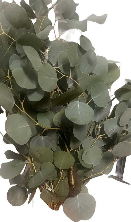 Eucalipto en Paquete Fresco para Ducha, Spa y Casa en Doral y Miami | Ramo de Eucalipto para Baño, Sauna y Aromaterapia