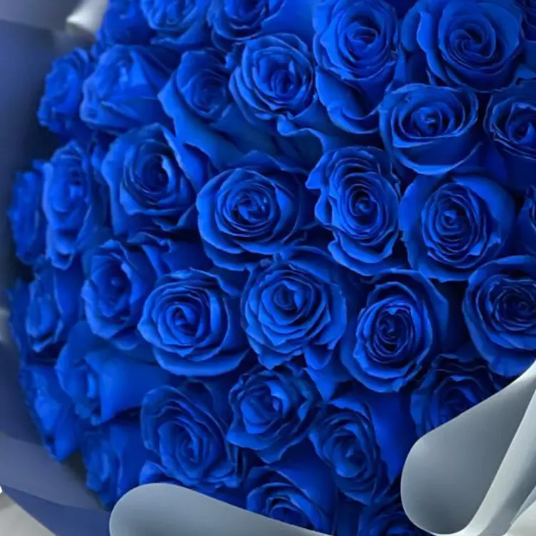 Florist image Bouquets Flowers located in Miami of a bouquet with 50 blue roses to celebrate the holiday of lights or Hanukkah. Reliable delivery address in Miami. General detail view of the roses.