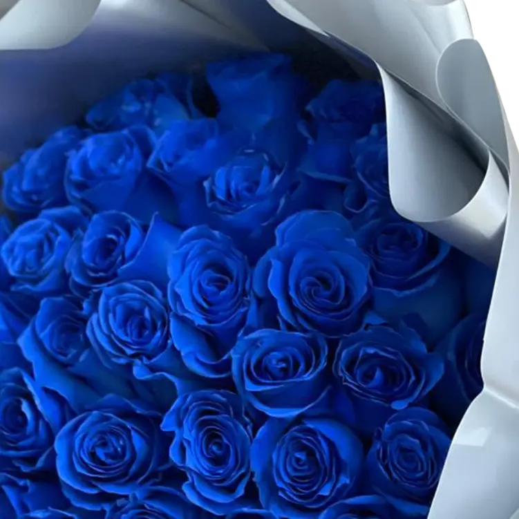 
                  
                    Florist image Bouquets Flowers located in Miami of a bouquet with 50 blue roses to celebrate the holiday of lights or Hanukkah. Reliable delivery address in Miami. Detail of blue roses.
                  
                