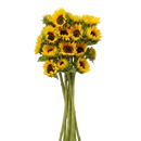 Sunflowers For Gifts - Same Day Delivery Miami