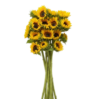 Sunflowers For Gifts - Same Day Delivery Miami